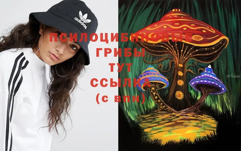 продажа наркотиков  Гурьевск  Галлюциногенные грибы Psilocybe 